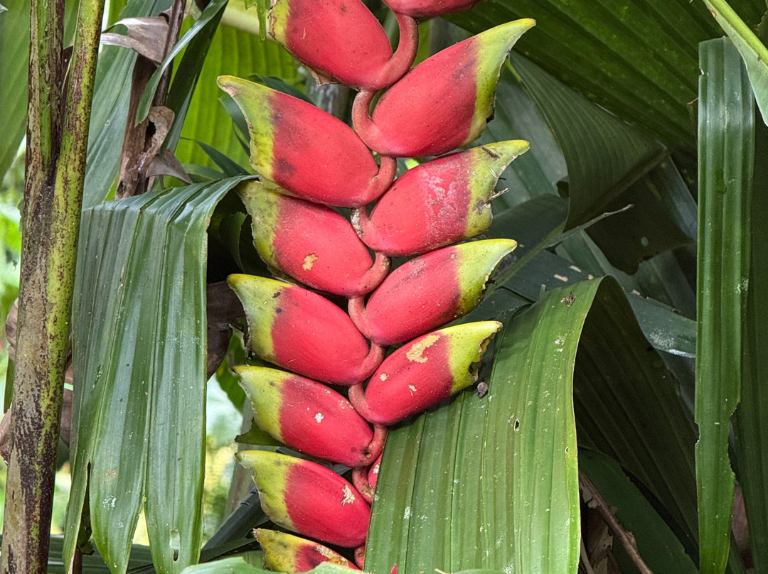 Jungle Life Costa Rica-Bijagua de Upala必去景点