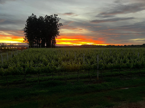 Vinícola Casa Vitor-巴西利亚必去景点