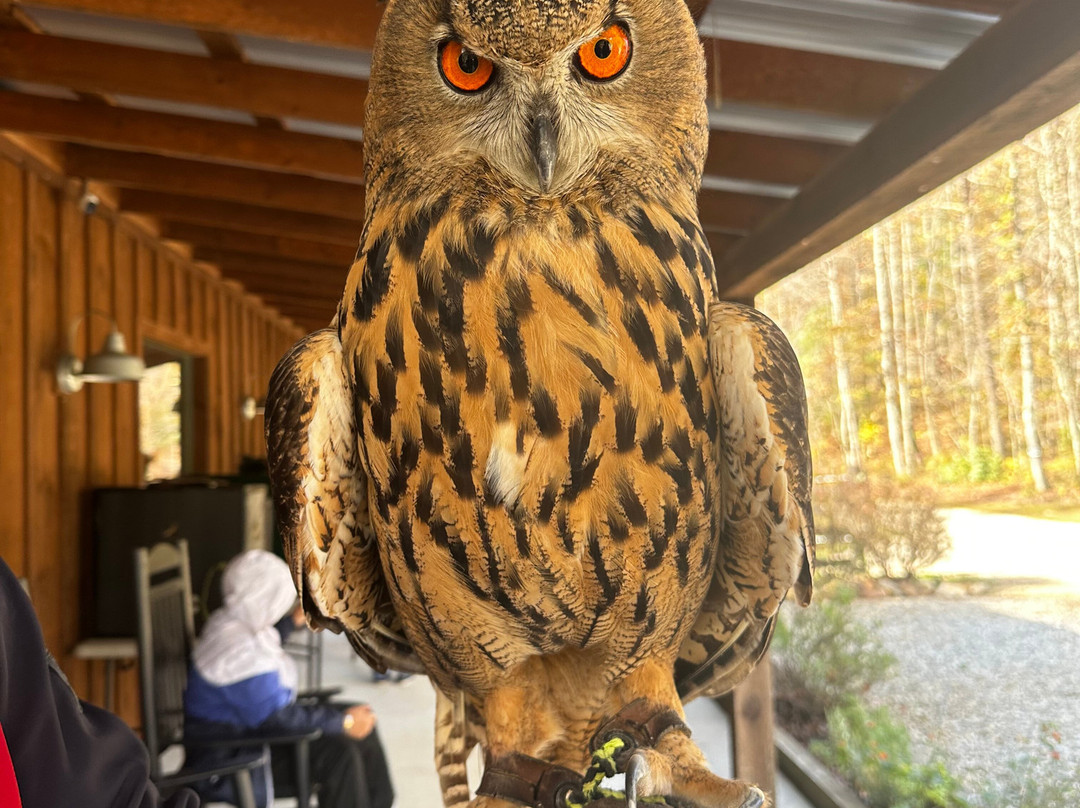 Georgia Mountain Falconry-达洛尼加必去景点