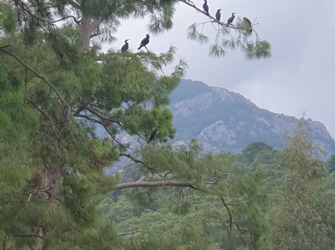 Dalyan Villa Kiydan Boat Tours景点图片
