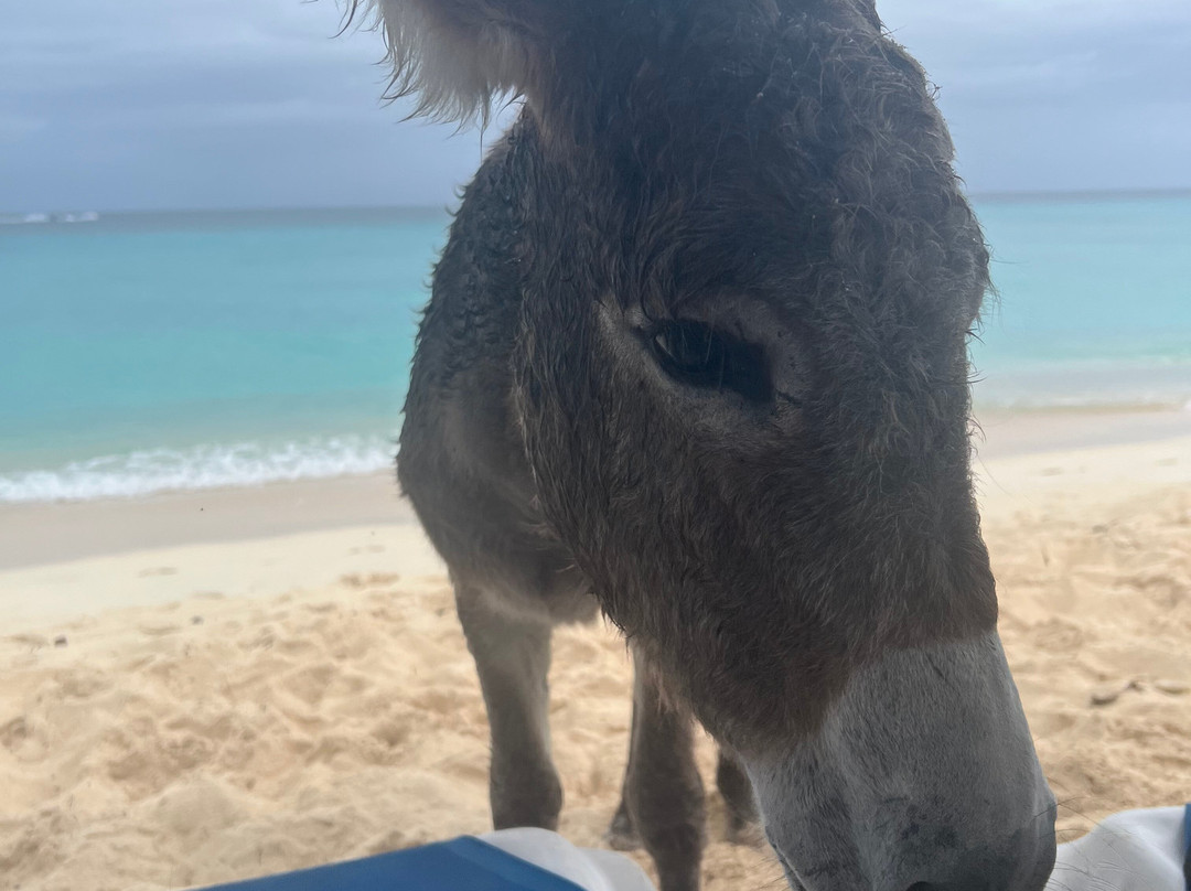 Governor's Beach-特克斯和凯科斯必去景点