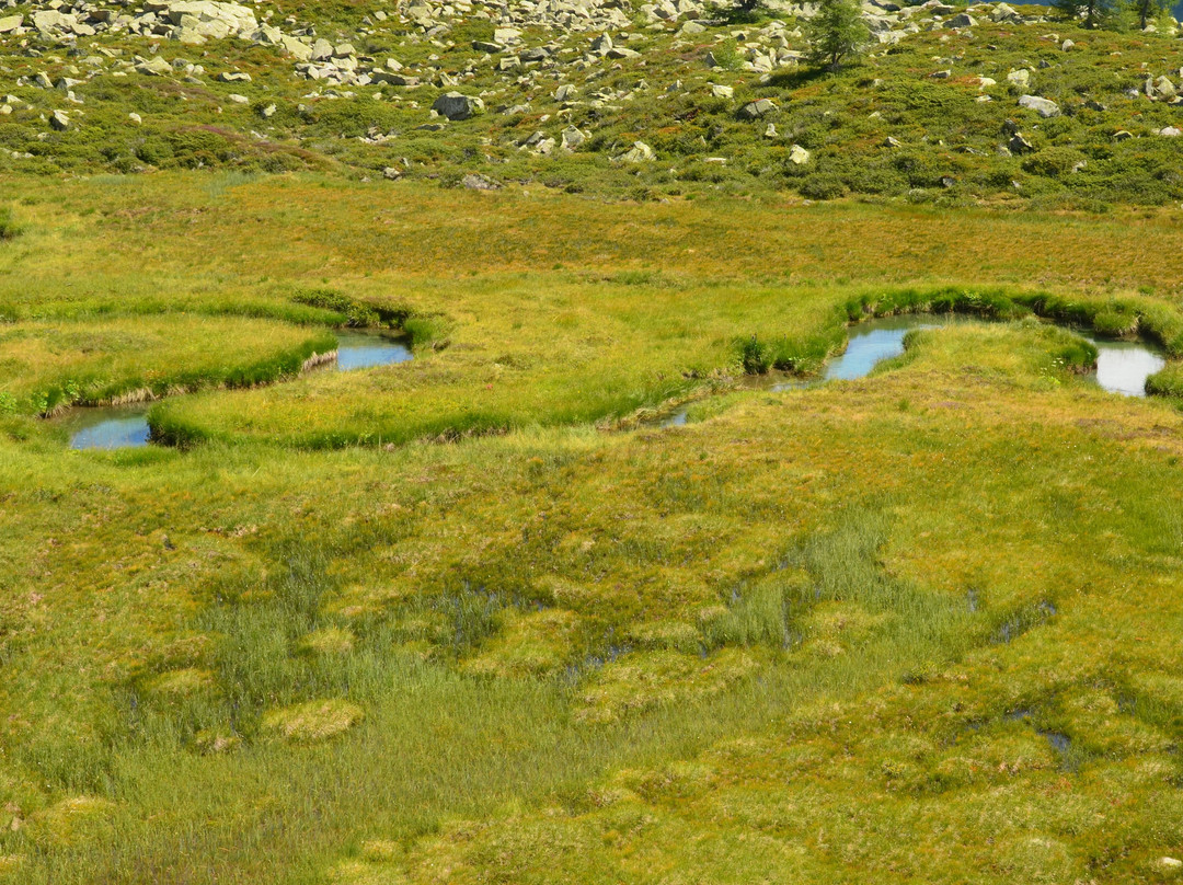 Wieser Werfer Moos Biotopo景点图片