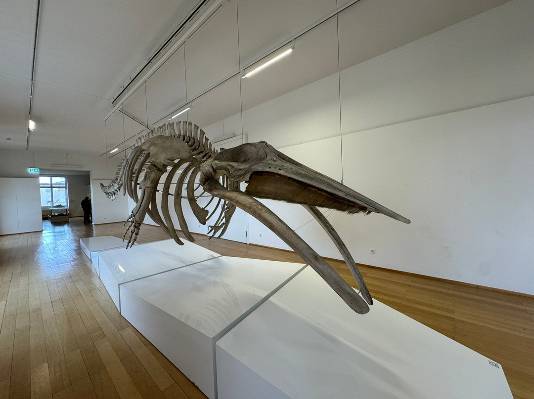 Naturhistorisches Museum Basel-巴塞尔必去景点
