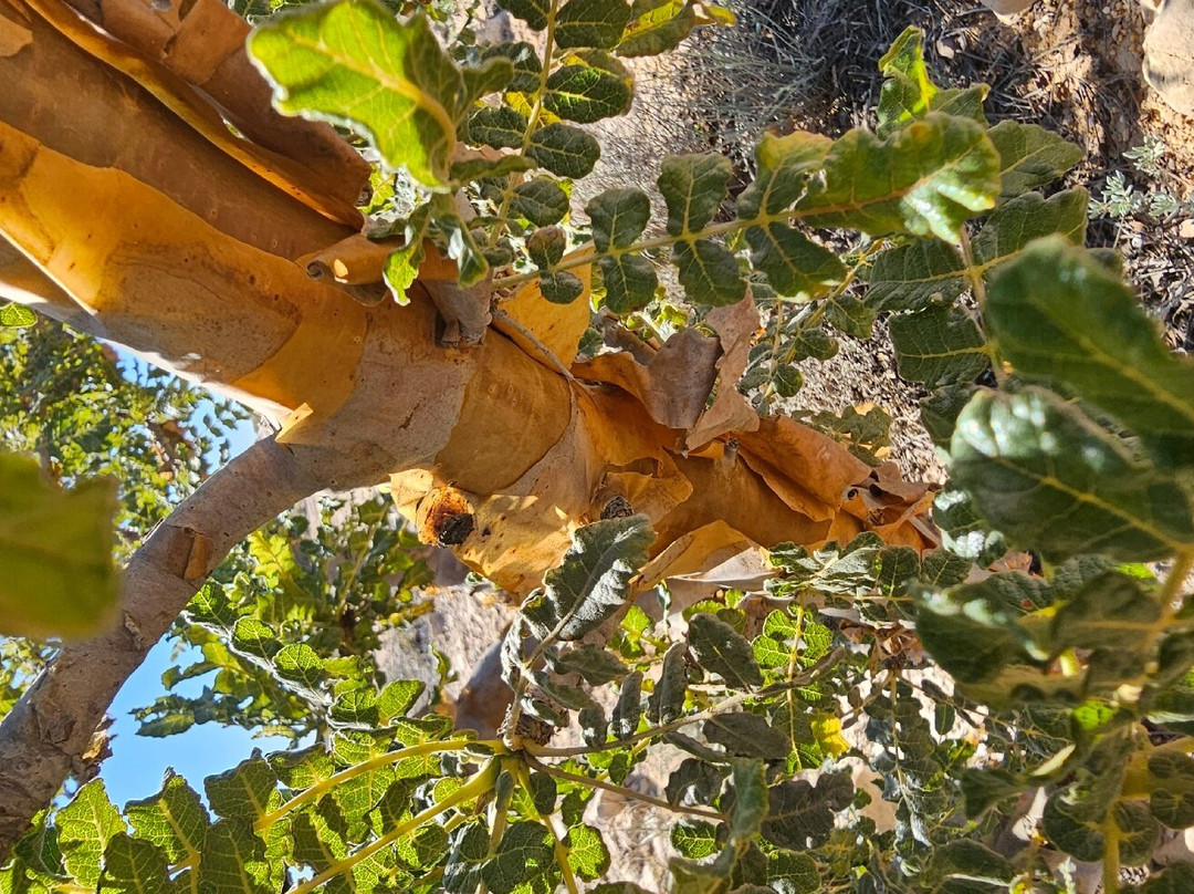 Wadi Dawkha-塞拉莱必去景点