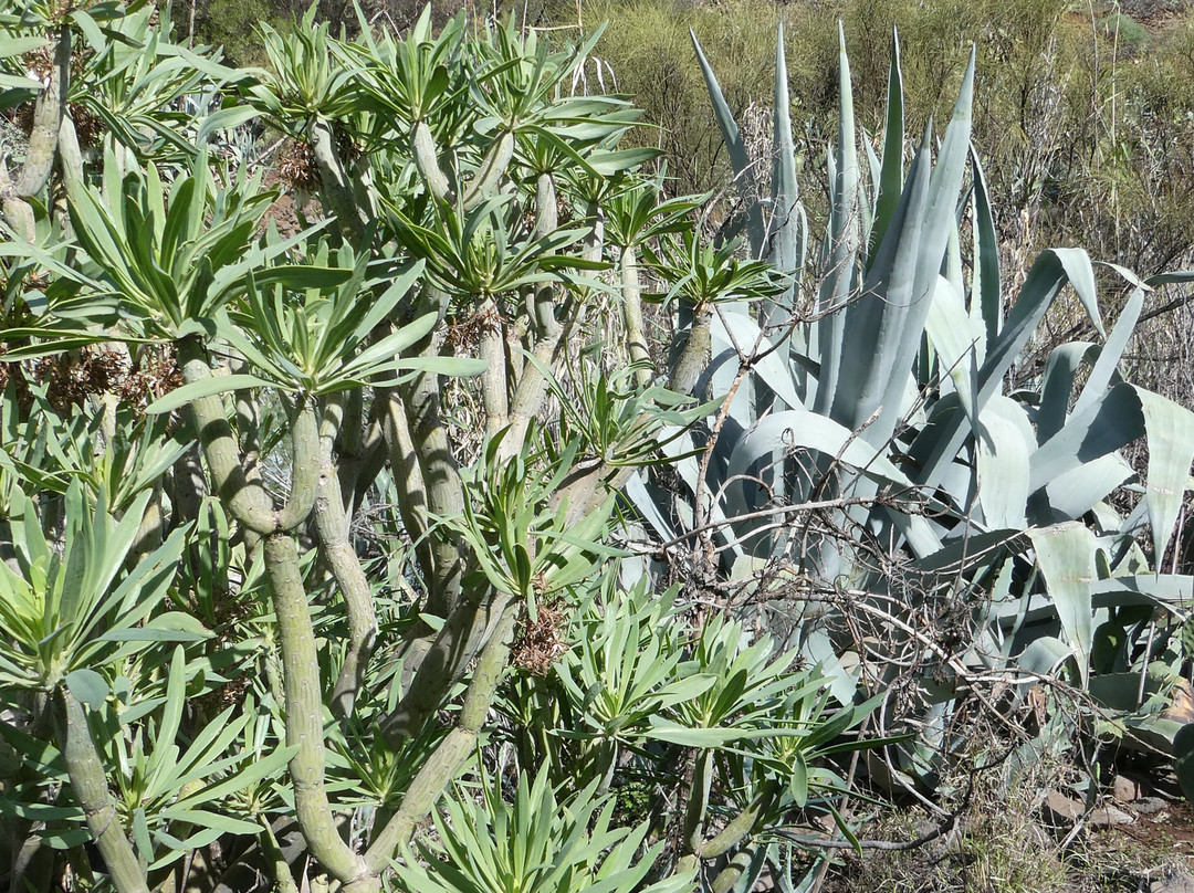 Barranco De Los Cernicalos景点图片
