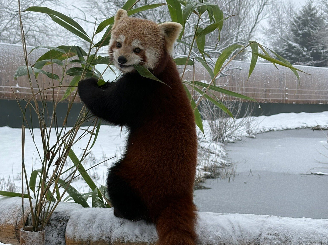 Peak Wildlife Park景点图片