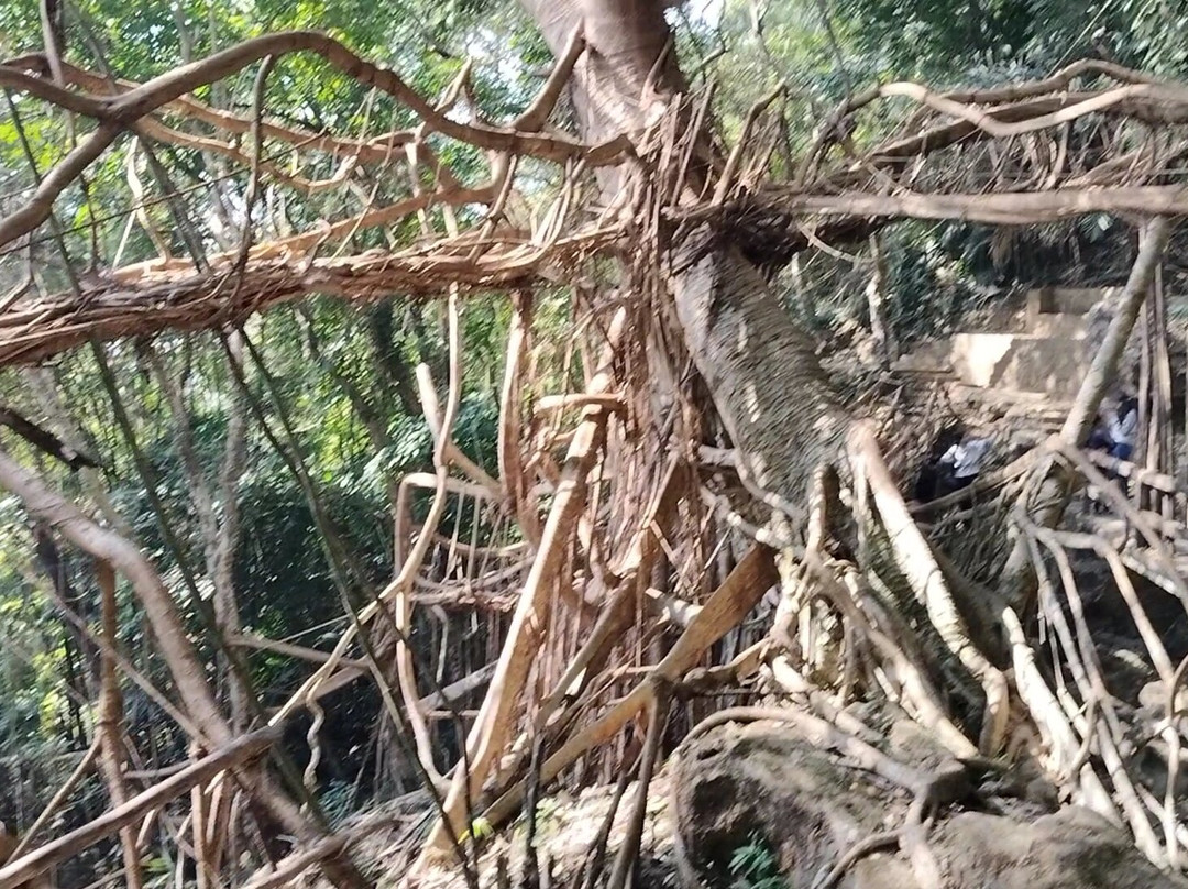 Umkar Living Root Bridge景点图片