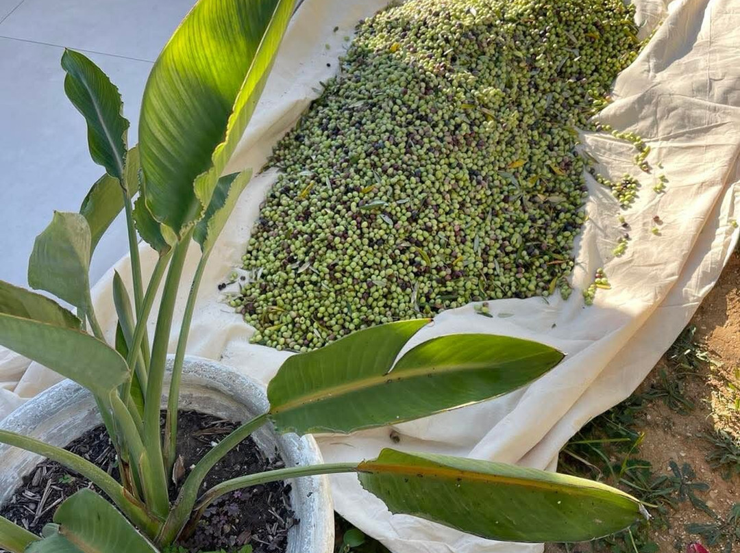 Viva Your Personal Chef-Metaxata必去景点