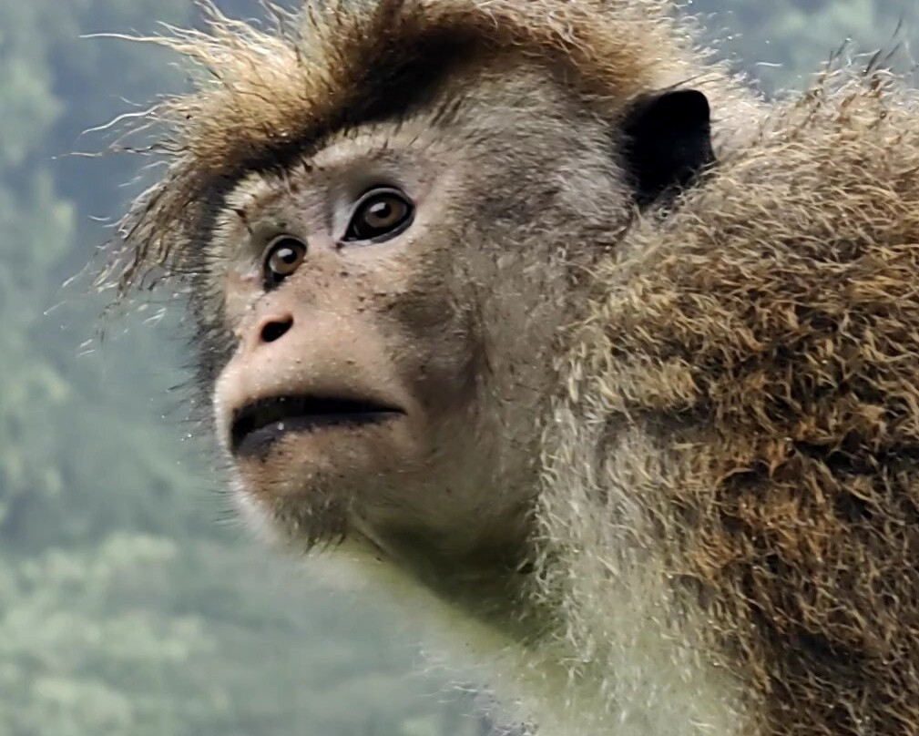 Siri Tours-Maha Induruwa必去景点