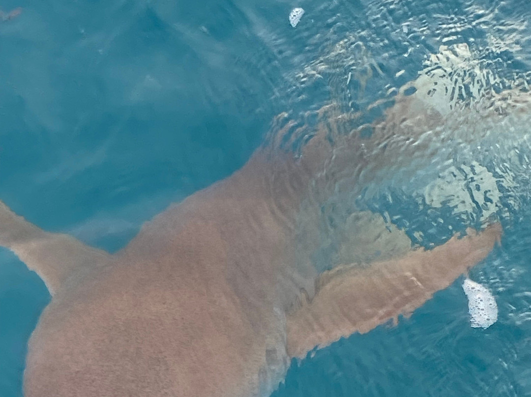 Dhamana Beach is located on the Sunrise Beach of Mahibadhoo, Maldives.主图