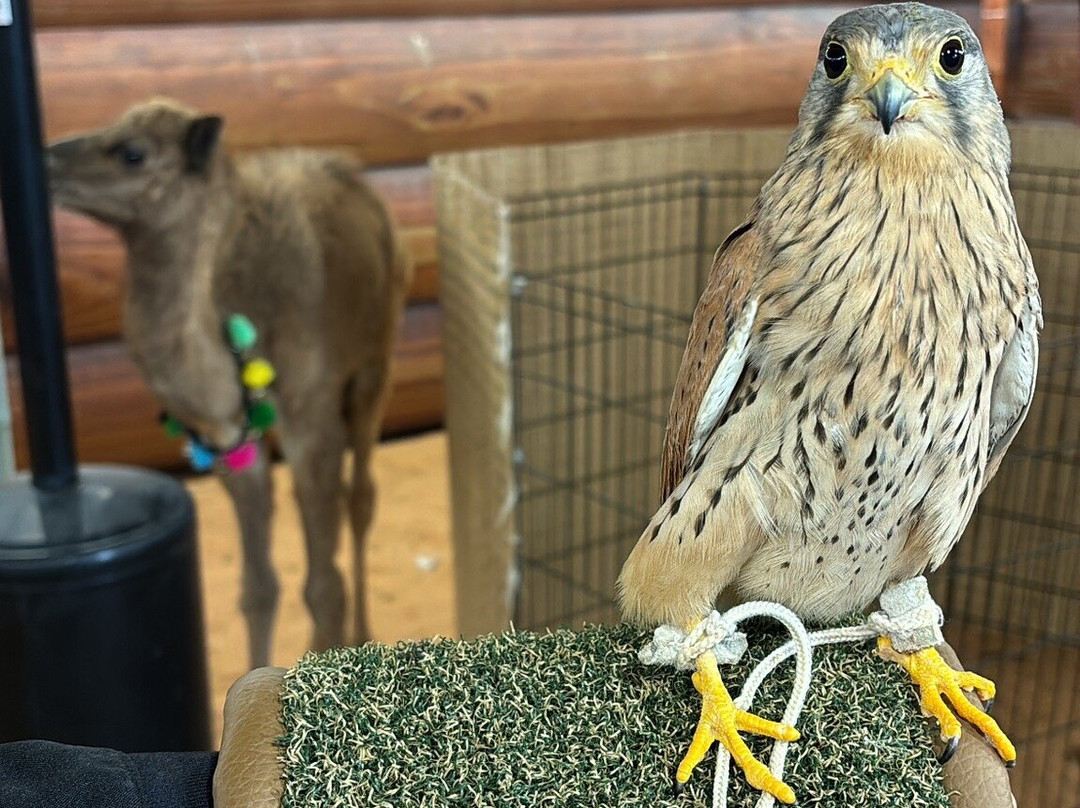 Liwa Beach-哈伊马角必去景点