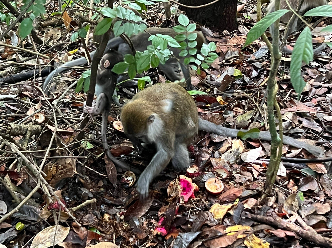 Orang Utan Bukit Lawang-武吉拉旺必去景点