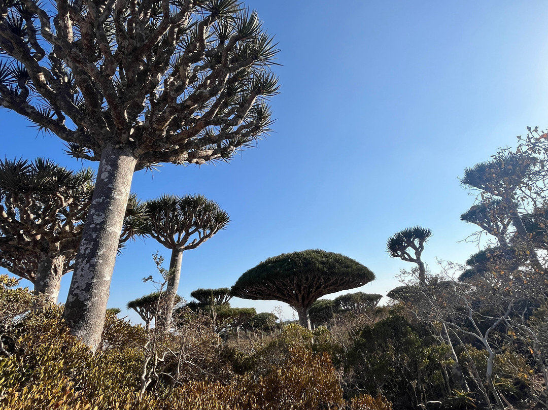 Socotra Trek Tours景点图片