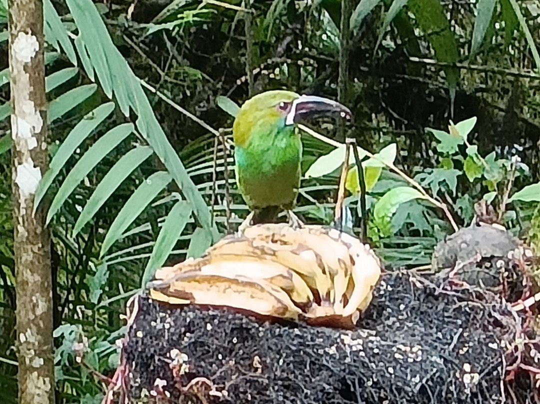San Tadeo Birding-明多必去景点