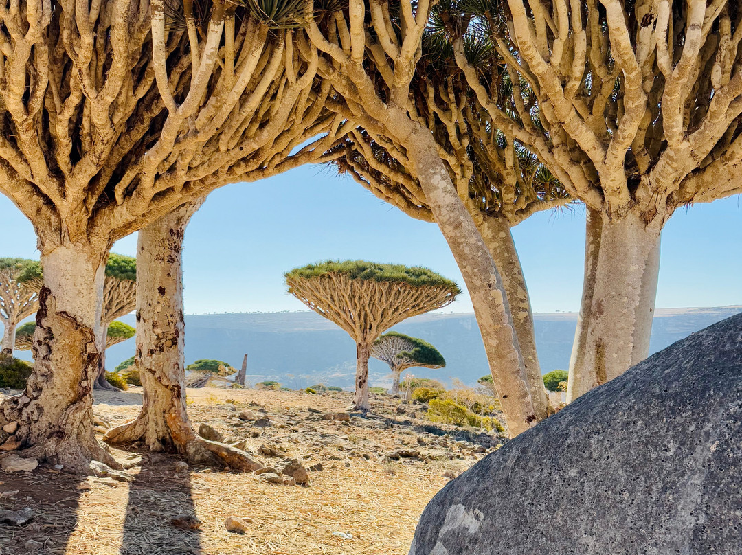 Socotra Trek Tours景点图片