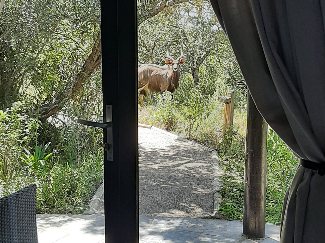 Kariega Game Reserve - River Lodge主图