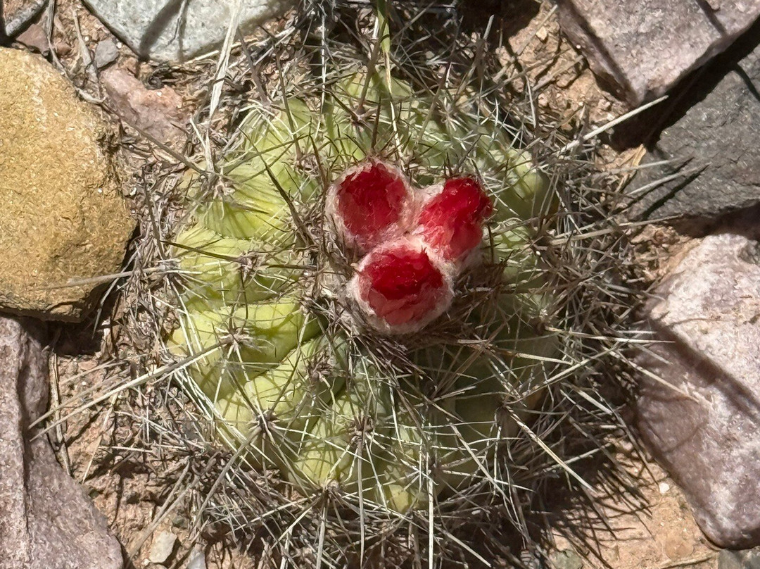 Las Terrazas Hotel Boutique主图