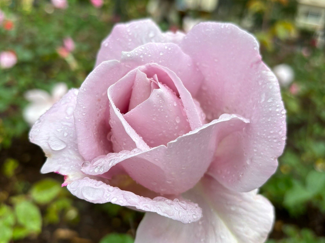 Princess Grace Botanical Garden-摩纳哥城必去景点