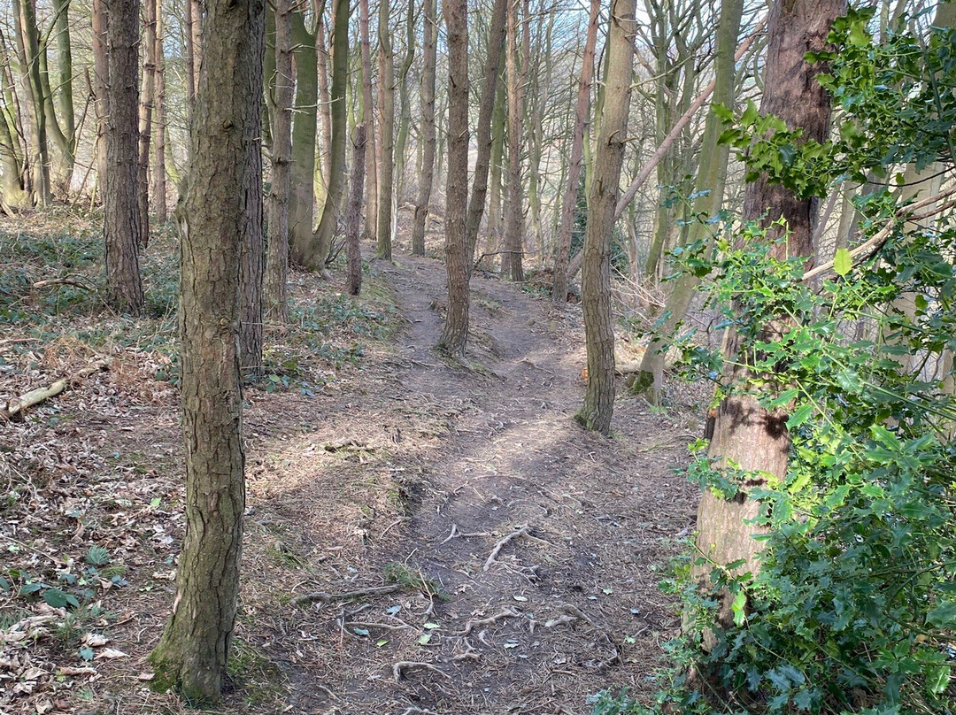 Guisborough Forest景点图片