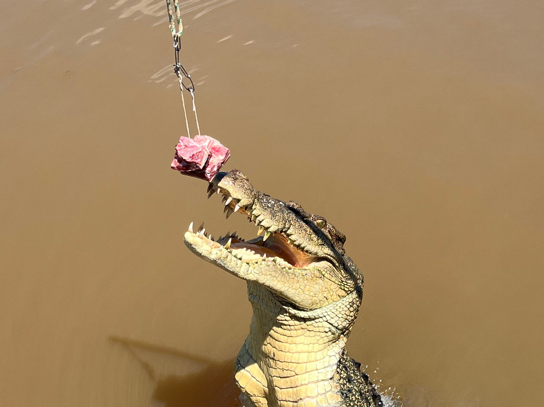 Spectacular Jumping Crocodile Cruise景点图片