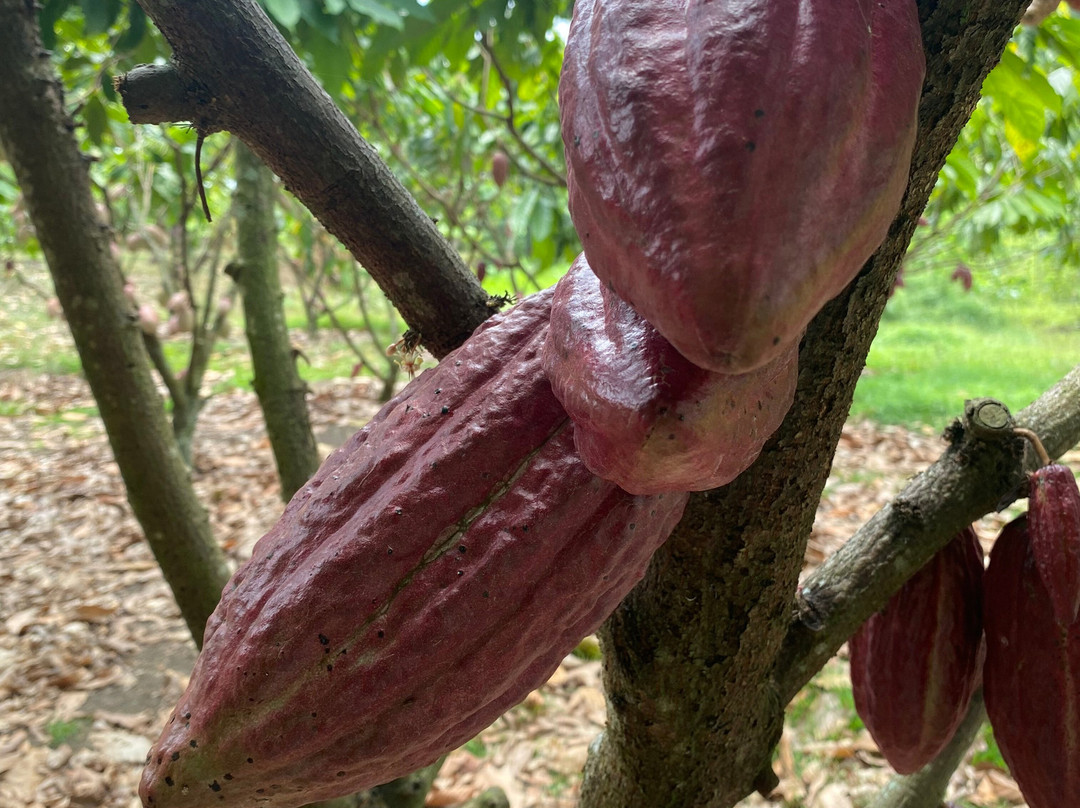 BINON CACAO PARK景点图片