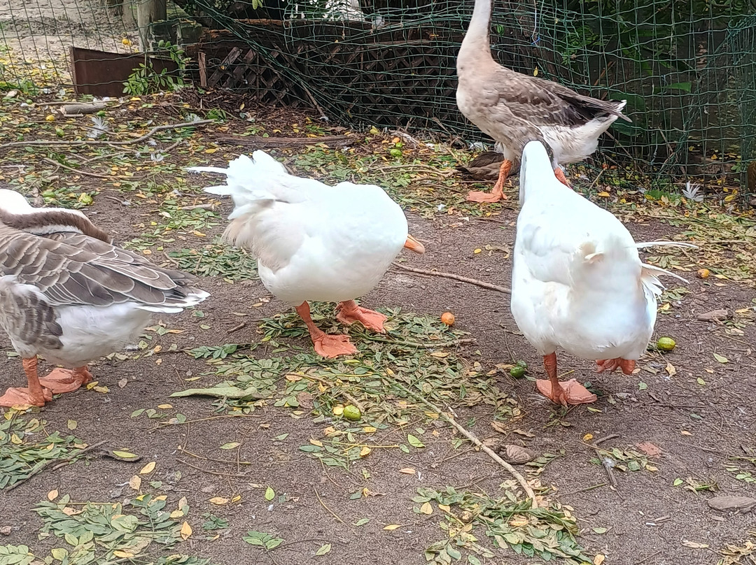 Pousada Casa do Alemao主图