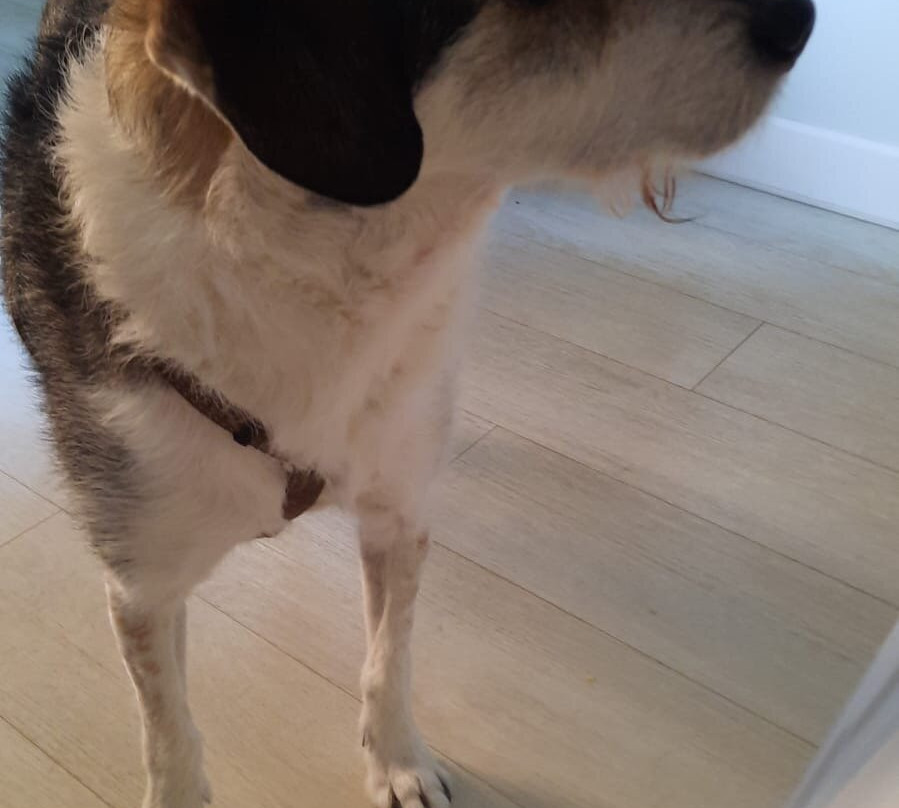 Hotel Ribes Roges主图