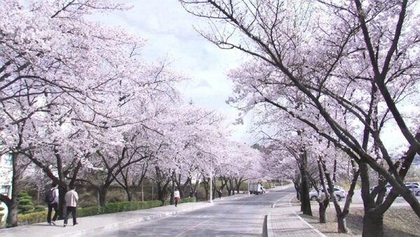 Yeungnam University Love Road-庆山市必去景点