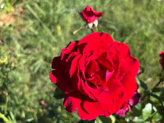 Bredbo Inn Hotel主图