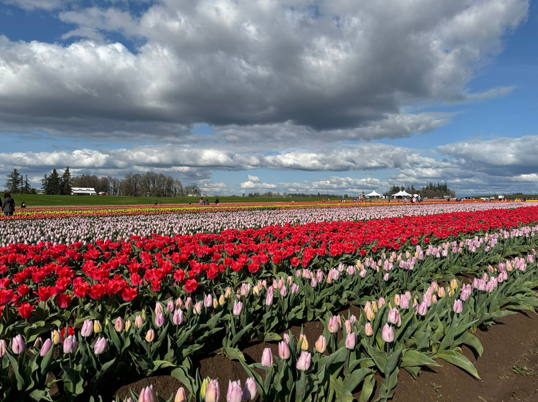 Wooden Shoe Tulip Farm景点图片
