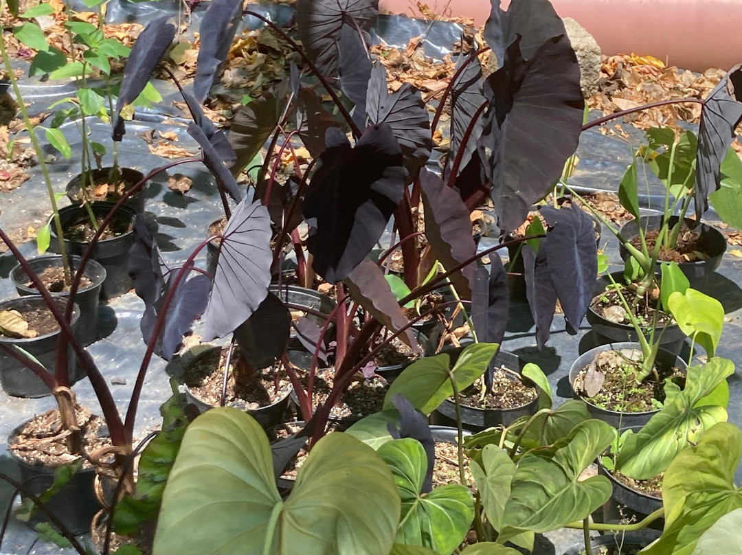 Vallerta Botanical Gardens Ac