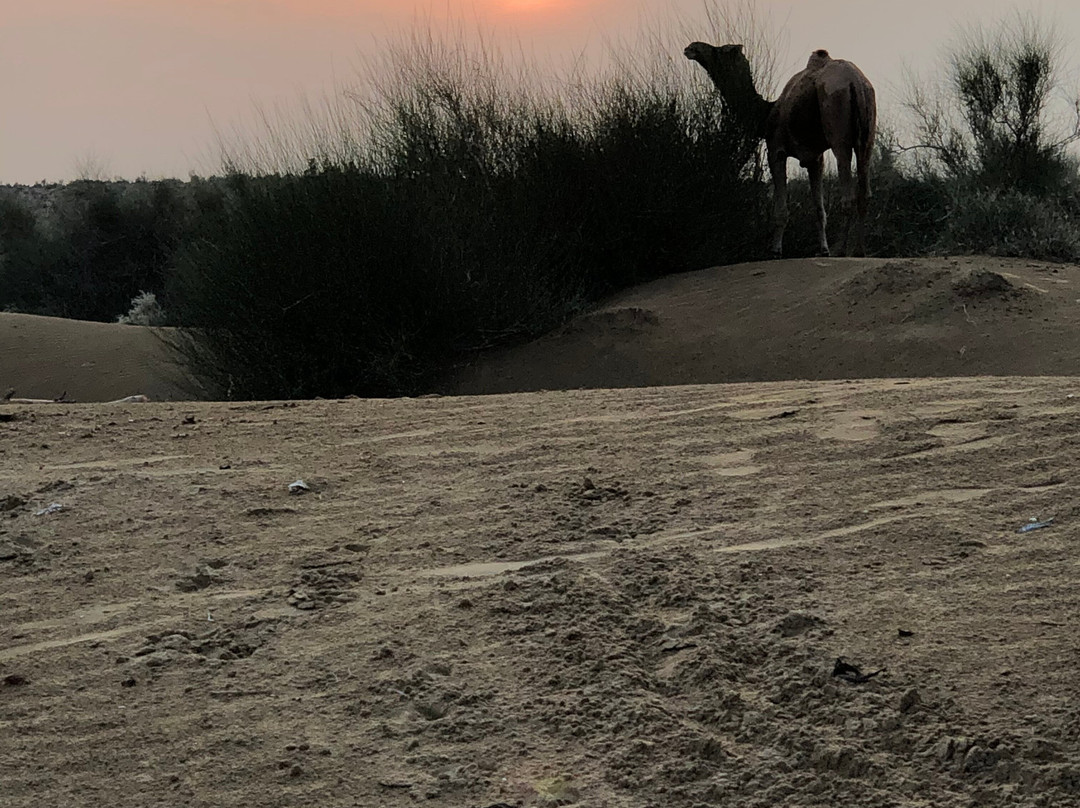Pol Haveli Desert Safari景点图片