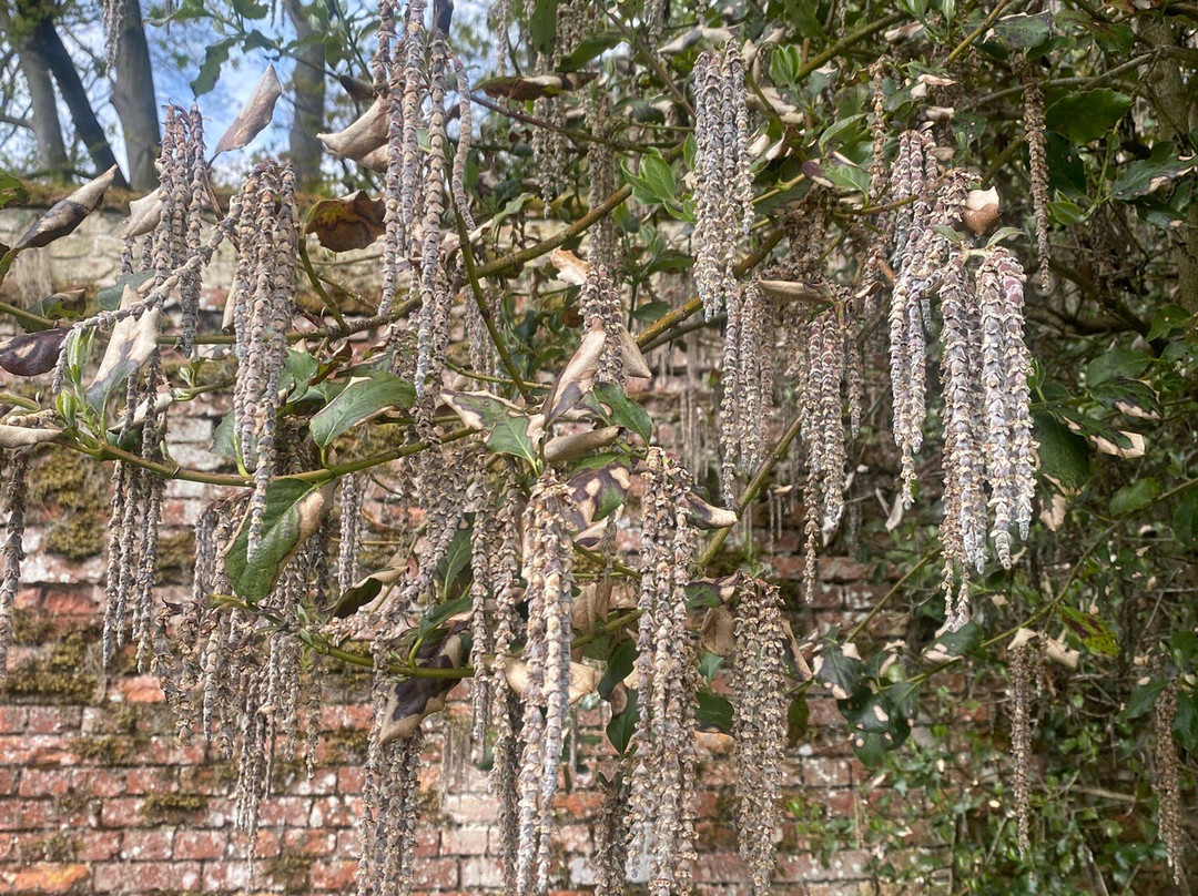 West Acre Gardens景点图片