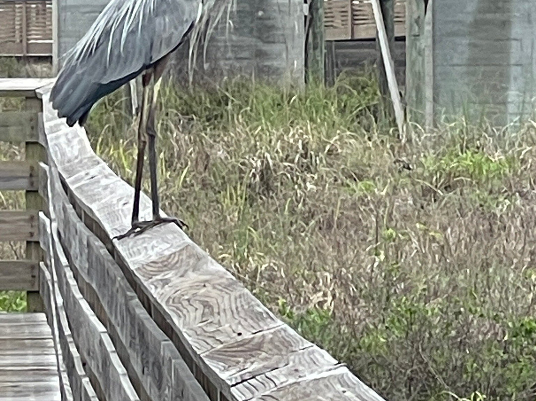 Gulf State Park-格尔夫海岸必去景点