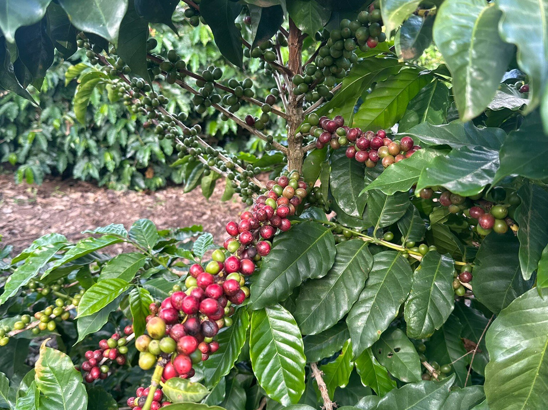 Rota do Café Especial-Sao Lourenco必去景点