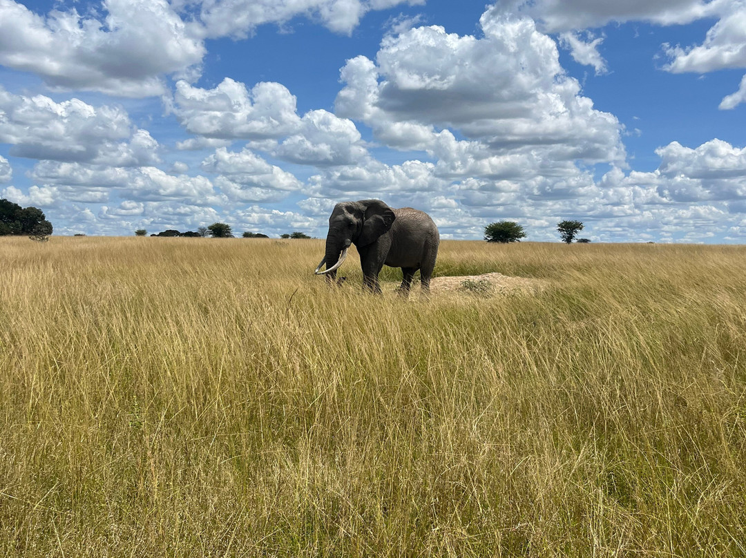 Imire: Rhino & Wildlife Conservation景点图片