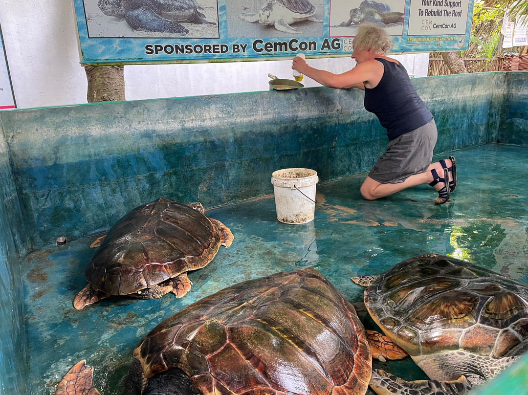 Sea Turtle Farm Galle Mahamodara景点图片