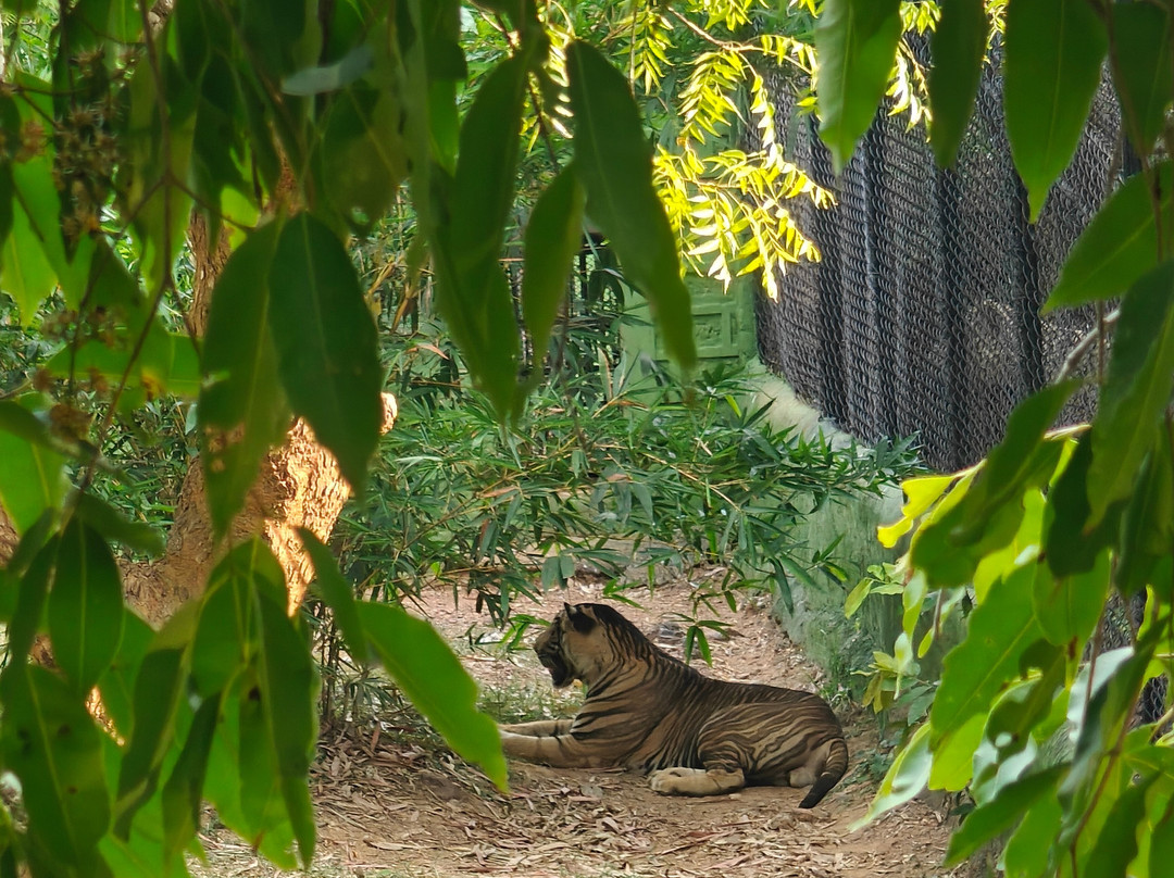 Nandankanan Zoological Park景点图片
