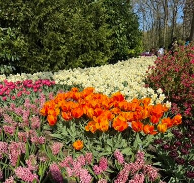 Keukenhof Gardens