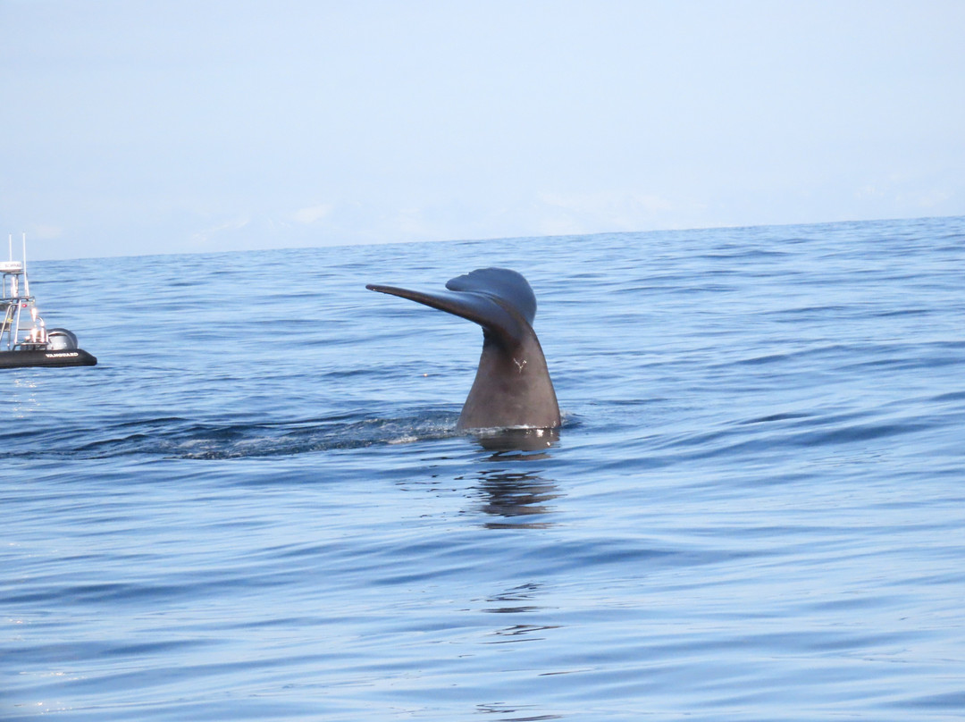Whale2sea Whalesafari Andenes-Andenes必去景点