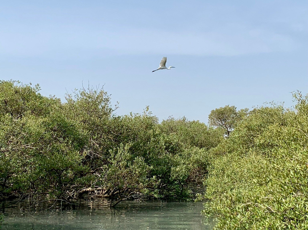 Mangrove Forests of Qeshm景点图片