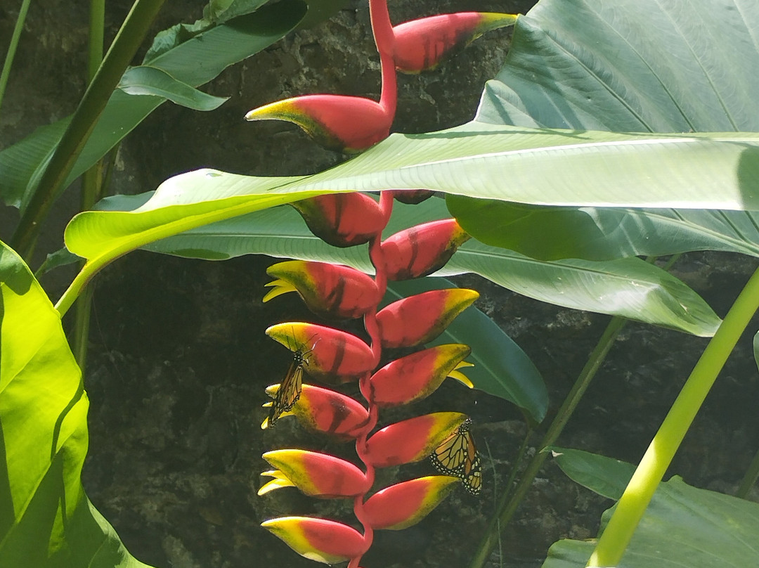 Zoo de Martinique-Le Carbet必去景点