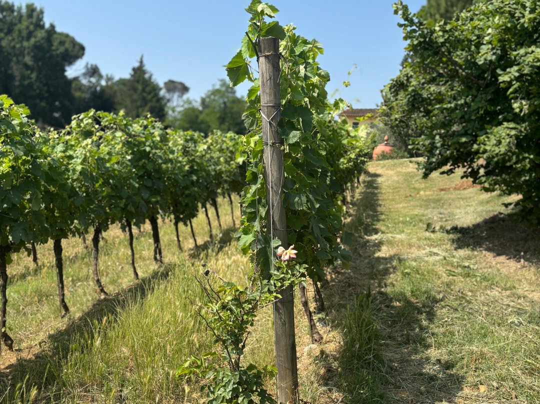 Poggio al Bosco景点图片