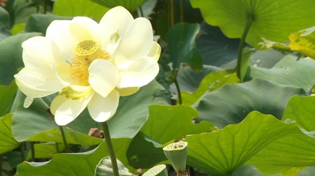 Lilly Lake-Middle Amana必去景点
