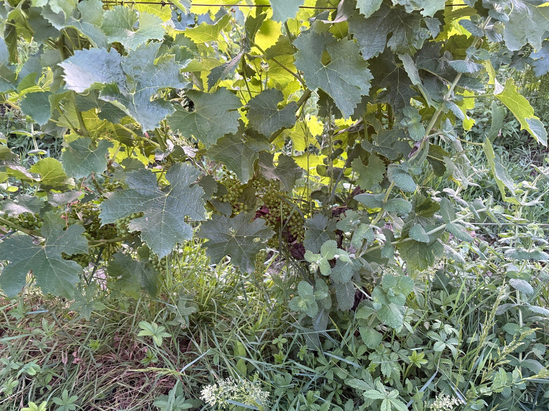 Clos De La Barbanne主图