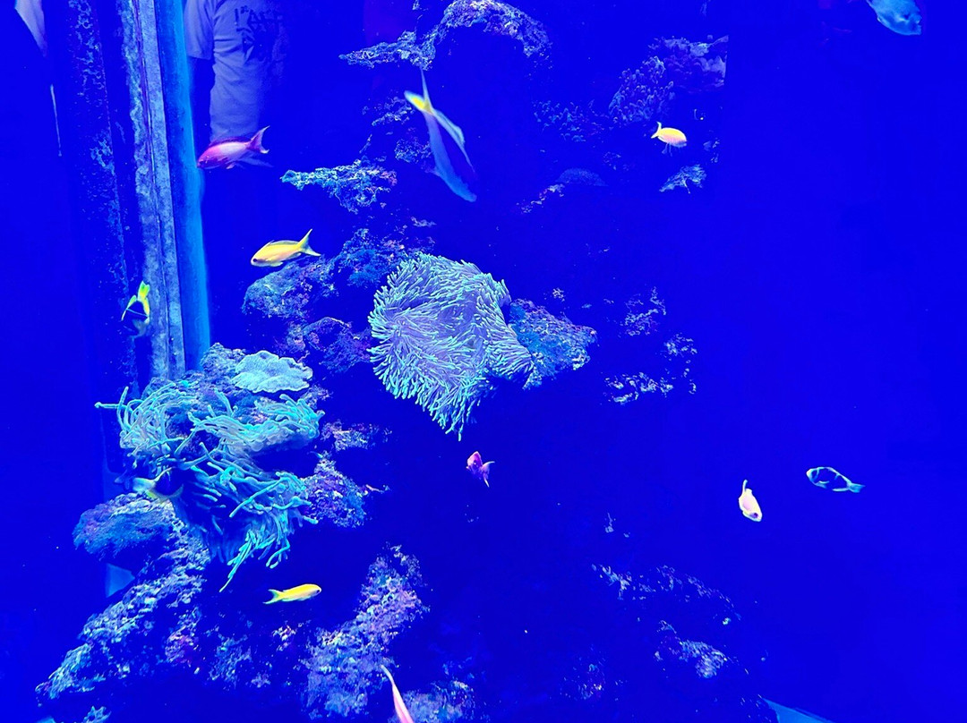 Aquarium de la Réunion景点图片
