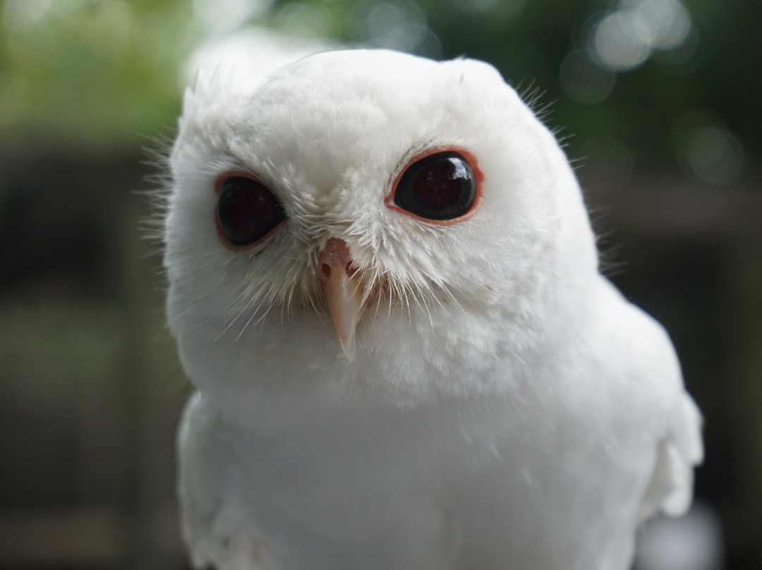 Peace River Wildlife Center-蓬塔戈尔达必去景点