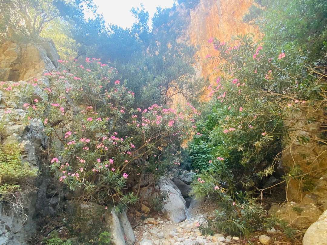 Kritsa Gorge-Kritsa必去景点