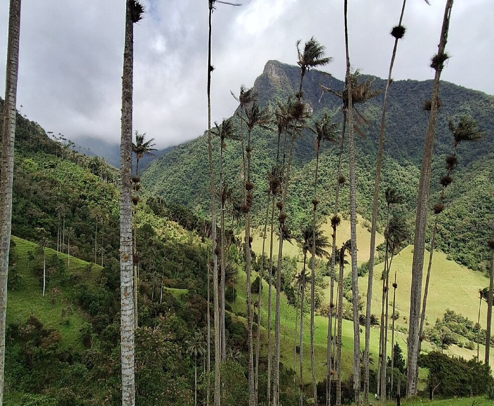 Valle De Cocora-萨伦托必去景点