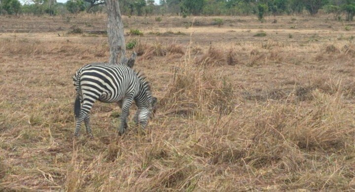 Safari Stride-Ngorongoro必去景点